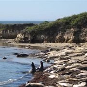 Ano Nuevo State Reserve, California