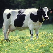 Dairy Cow