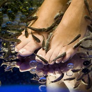 Footspa With Garra Rufa Fish