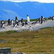 Penguins in Chile
