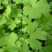 Parsley