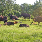 Sullys Hill National Game Preserve