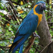 Blue-Throated Macaw