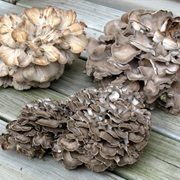 Hen of the Woods (Grifola Frondosa)