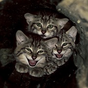 Eifel NP / Hohes Venn Eifel, Germany / Belgium