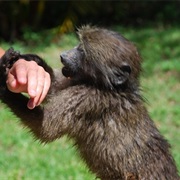 Visit a Wildlife Project