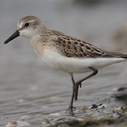 Semipalmated Sandpiper