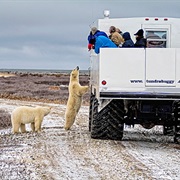 See Polar Bears in Canada