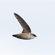Vaux's Swift