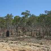 Starcke National Park (QLD)