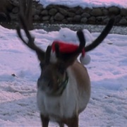Reindeer