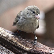 Mangrove Finch