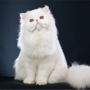 Modern Persian Cat