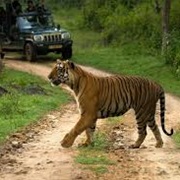 Sawai Madhopur, India
