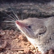 Nelson's Small-Eared Shrew