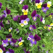 Heartsease