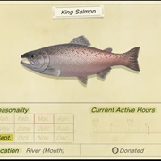 King Salmon