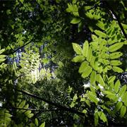 Tont - Roheline Järv