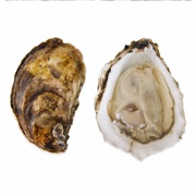 Oysters