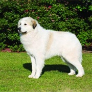 Great Pyrenees