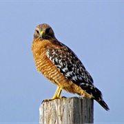 Red-Shouldered Hawk