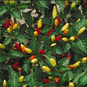 Capsicum Frutescens