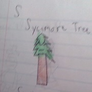 Sycamore Tree