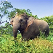 Udawalawe National Park, Sri Lanka