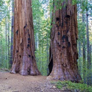 Merced Grove of Sequoia Trees, Yosemite National Park, California