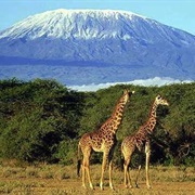 Kilimandjaro (Tanzania)
