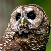 Spotted Owl