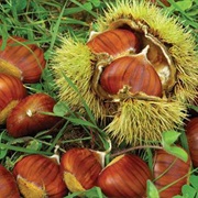 Chinese Chestnut (Castanea Mollissima)