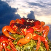 Red Crab Migration at Christmas Island, Australia