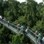 MacRitchie Treetop Walk