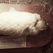 Fur-Bearing Trout