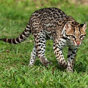 Ocelot