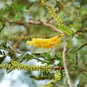 Prosopis Spicegera