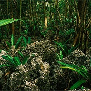Huvalu Forest, Niue