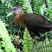 New Guinea Flightless Rail