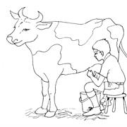 Milk a Cow