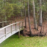 Nags Head Woods Preserve, North Carolina