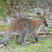 Red-Necked Wallaby