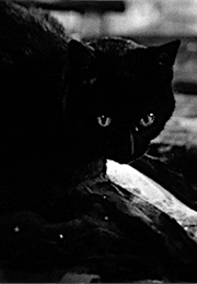Black Cat, Kuroneko (1968)