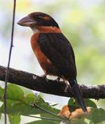 Shovel-Billed Kingfisher