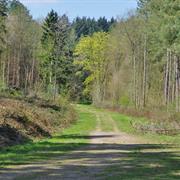 Wendover Woods, Buckinghamshire, England, UK