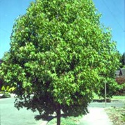 Sweet Gum Tree