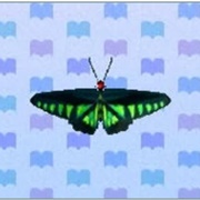 Raja Brooke Butterfly
