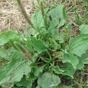 Greater Plantain