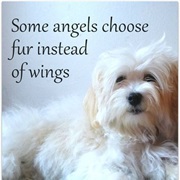 Death of a Loved Pet