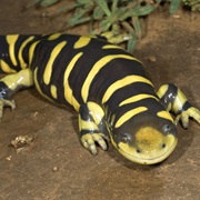 Tiger Salamander